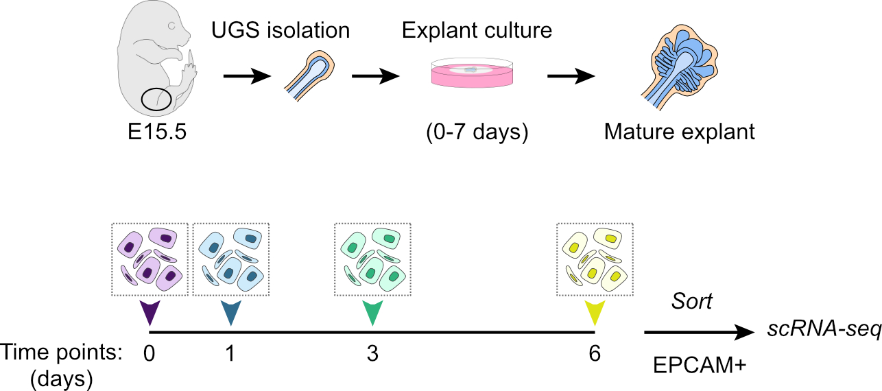 Prostate Single Cell - (UGS) Explant data